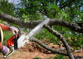 Best Leaf Removal  in Warren, OH