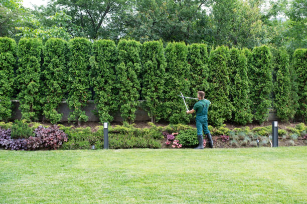 Best Lawn Disease Treatment  in Warren, OH